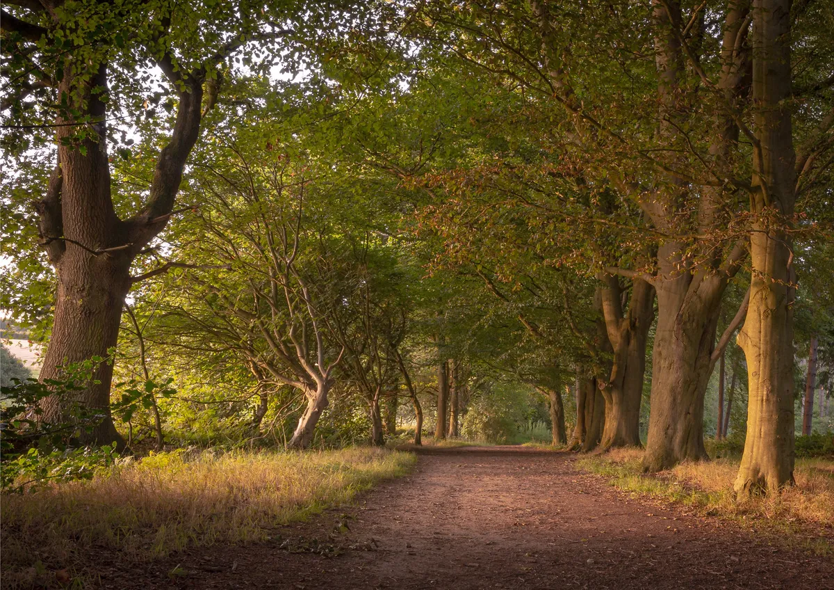 Summer Evening Path, Delamere