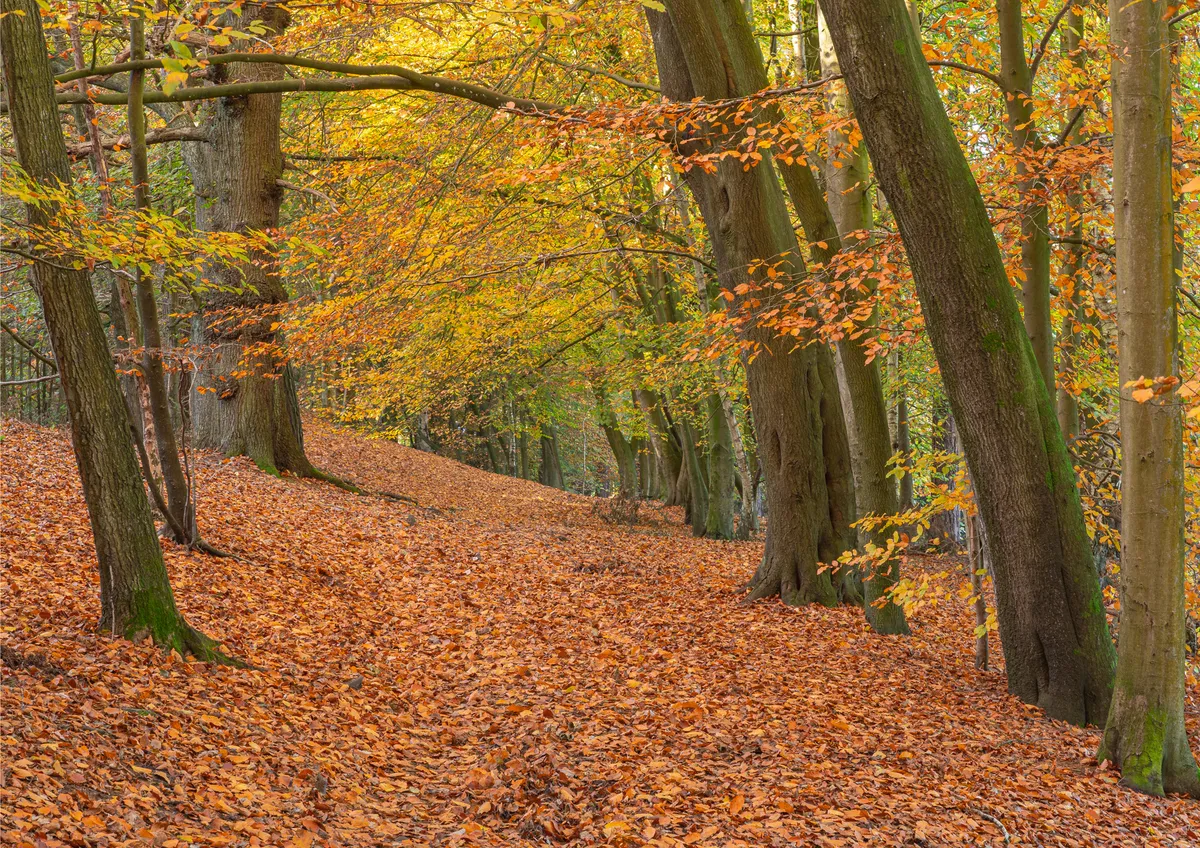 Autumn Path, Delamere