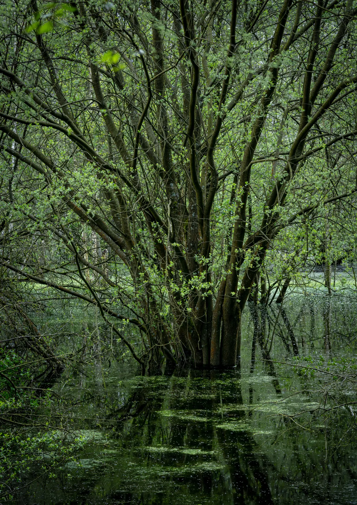 Dead Lake (Spring), Delamere