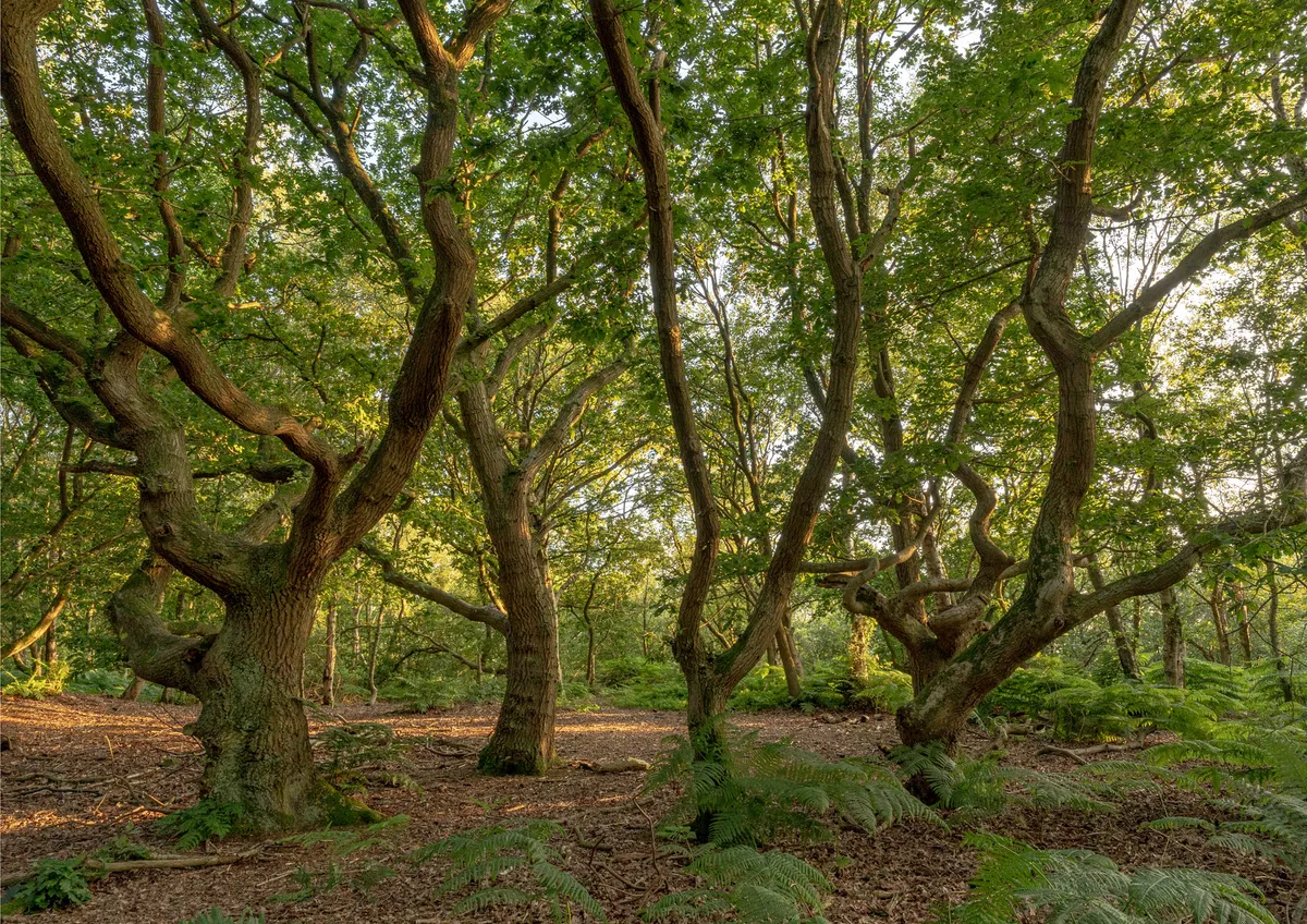 Woodhouse Hill Trees