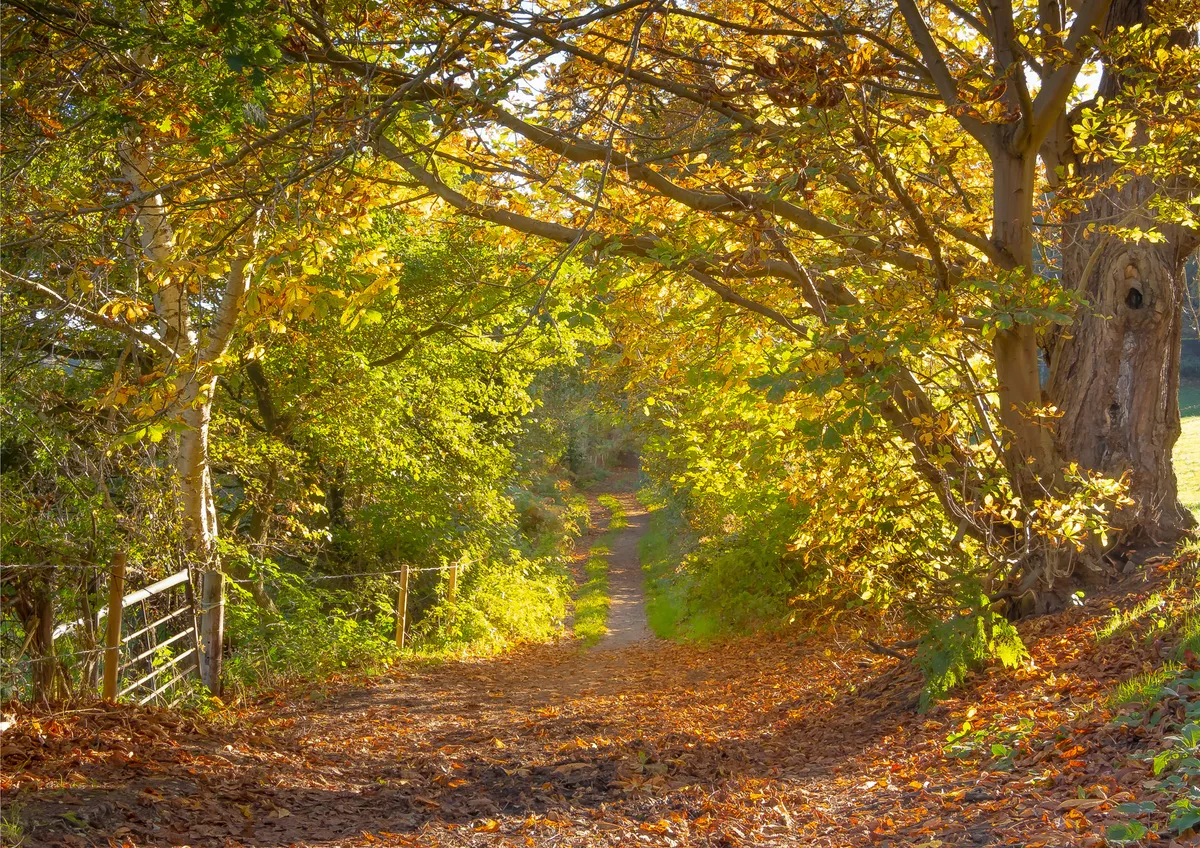 Conker Caves Path