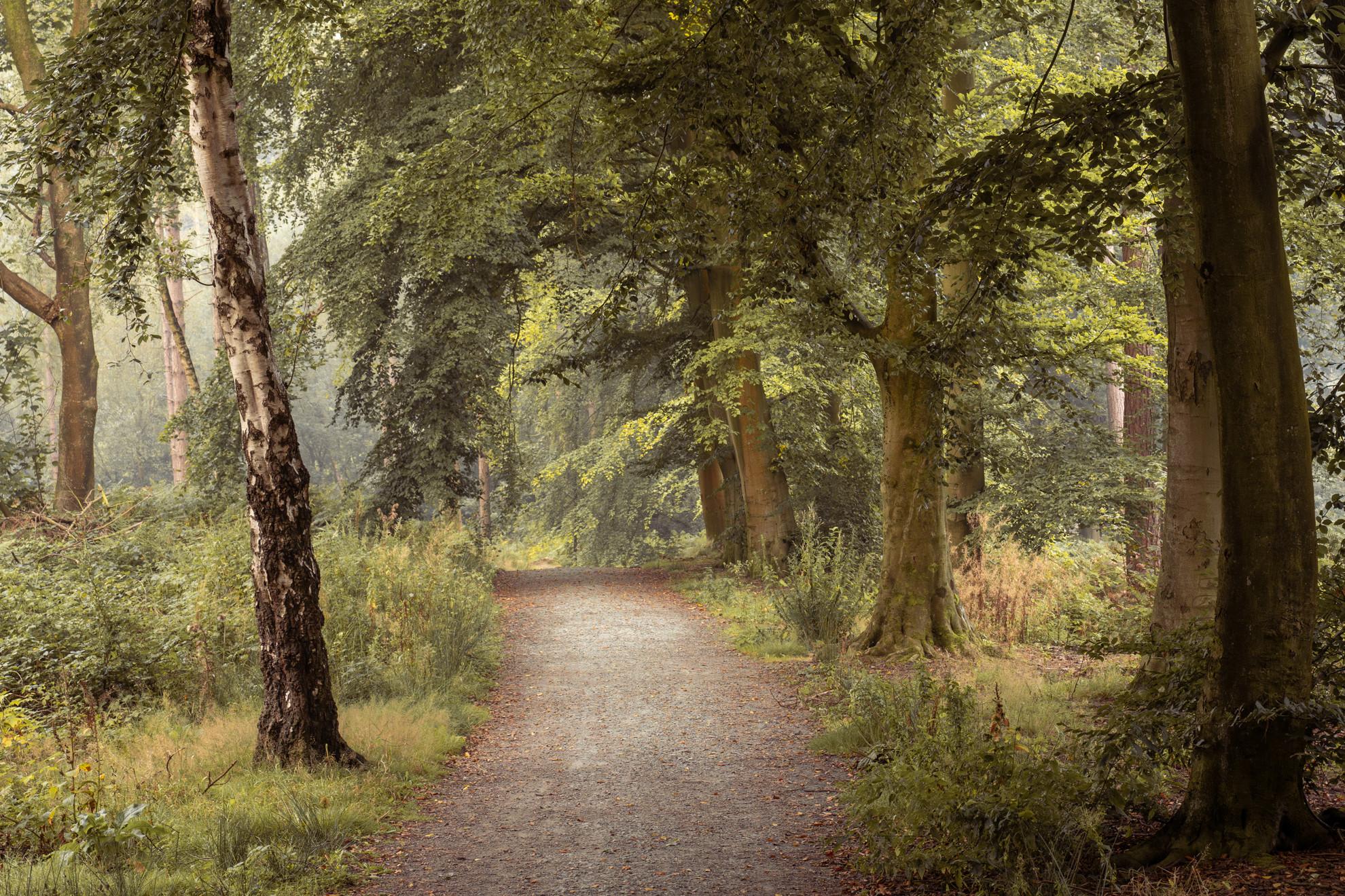 Summer Woodland Path