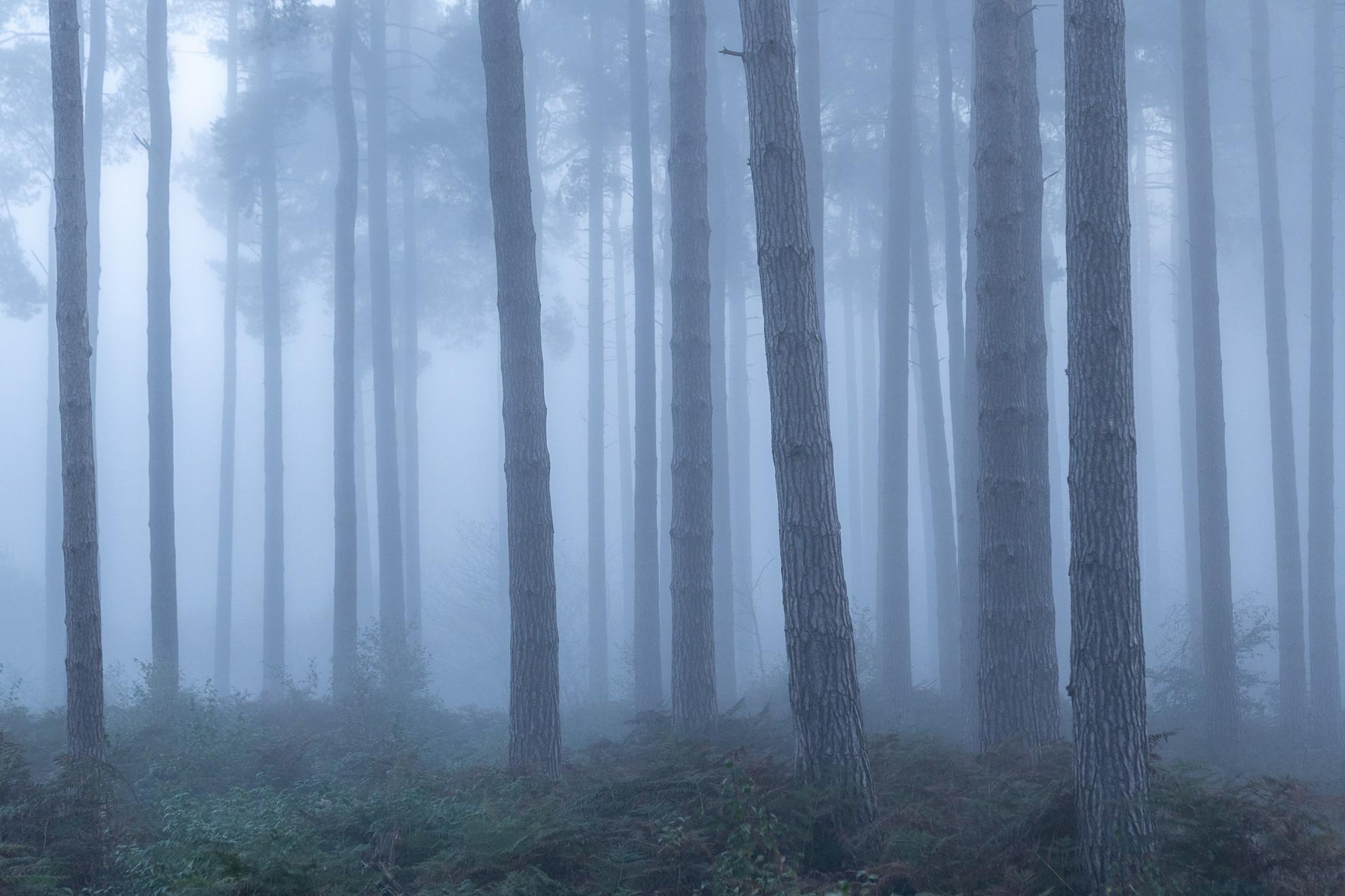 Blue Hour Pine Copse