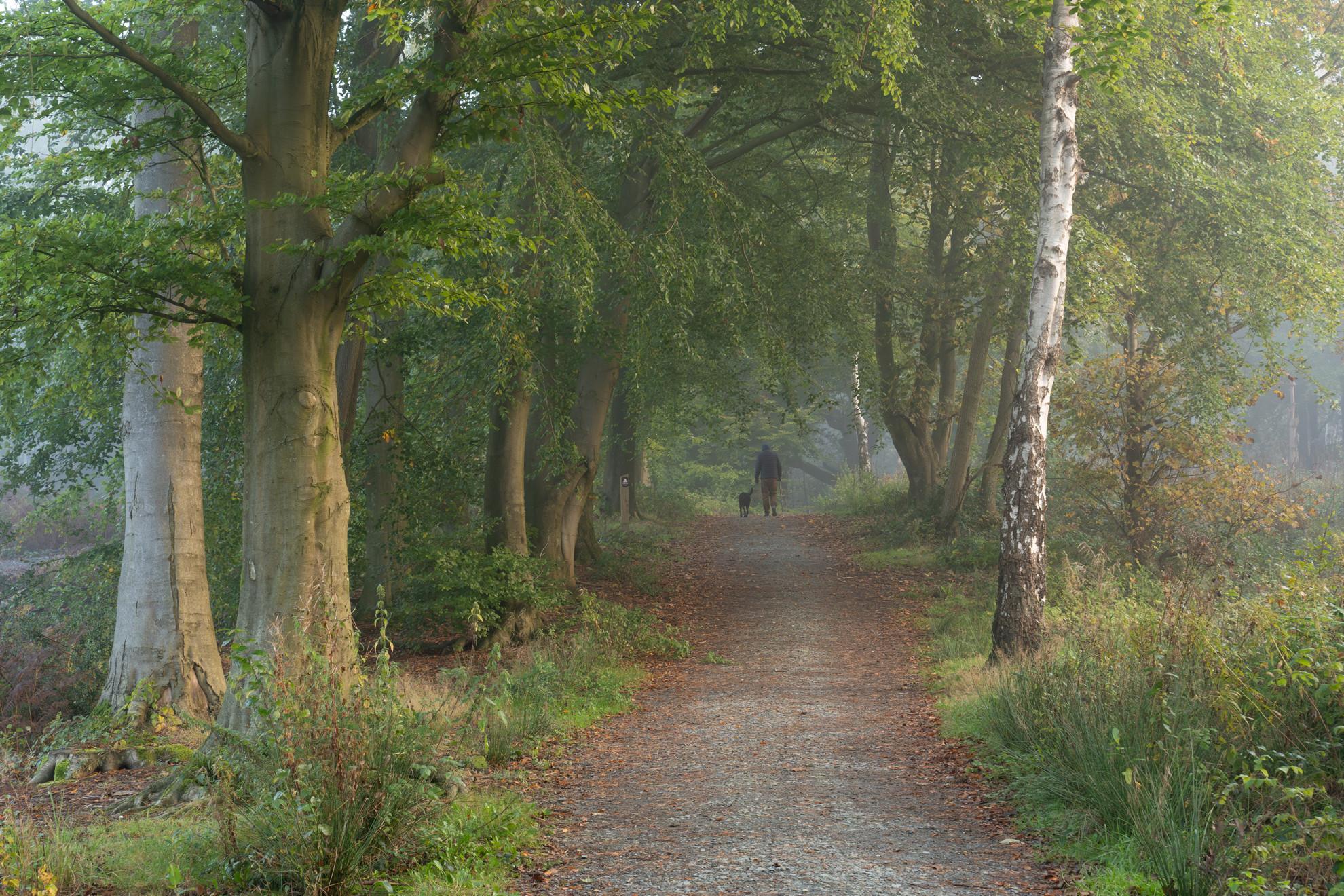 Morning Walk