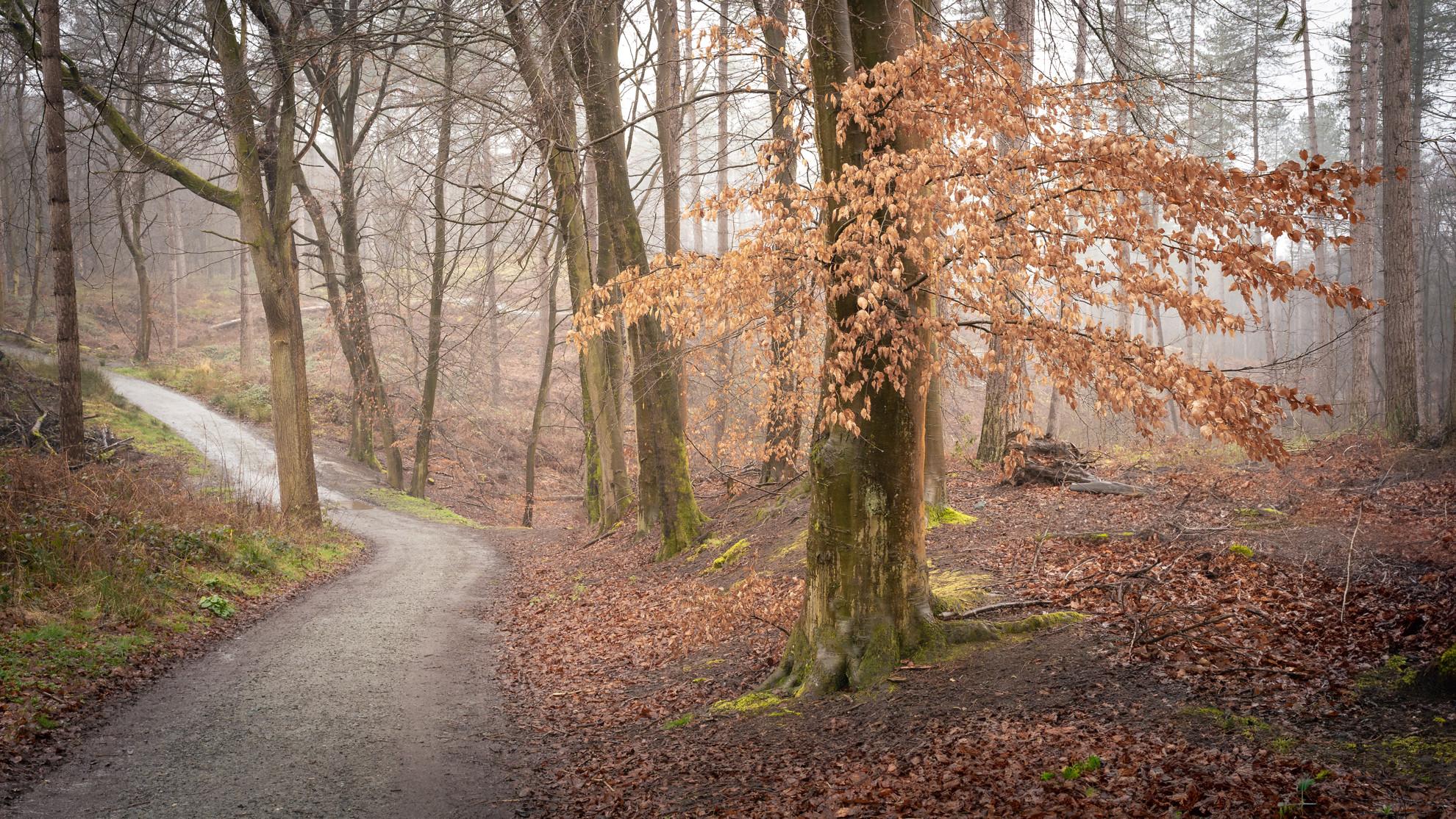 Copper Beech