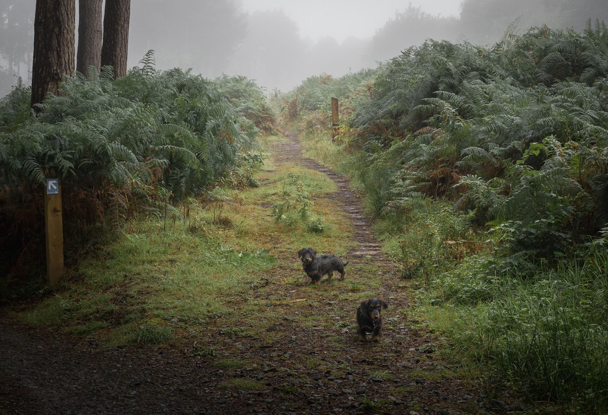 Fern Trail Explorers