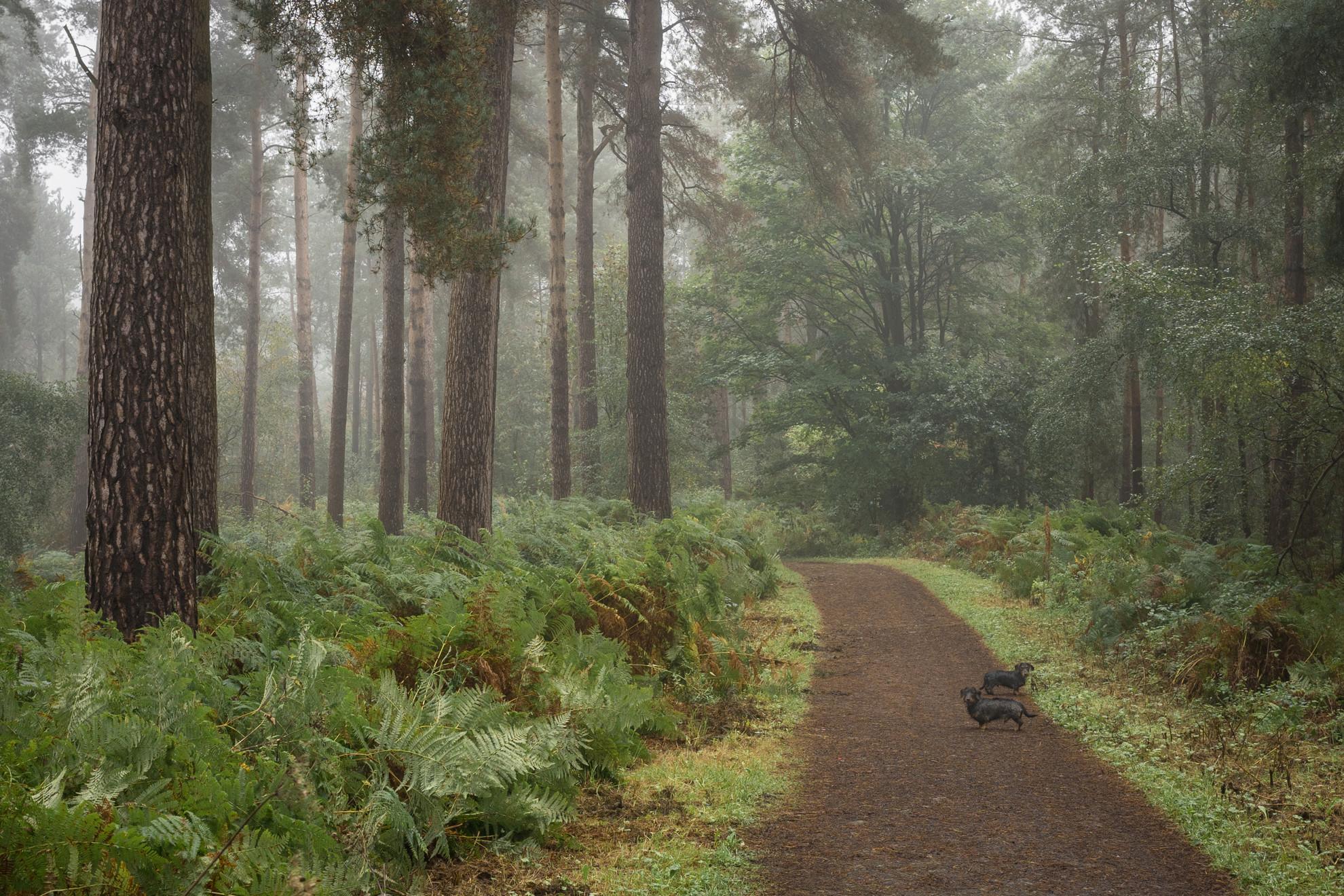 Pines & Ferns