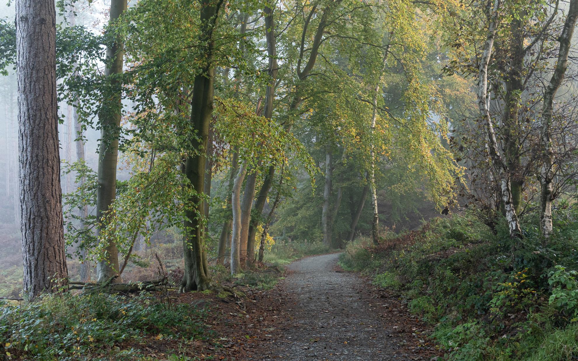 Autumn Birch Walk