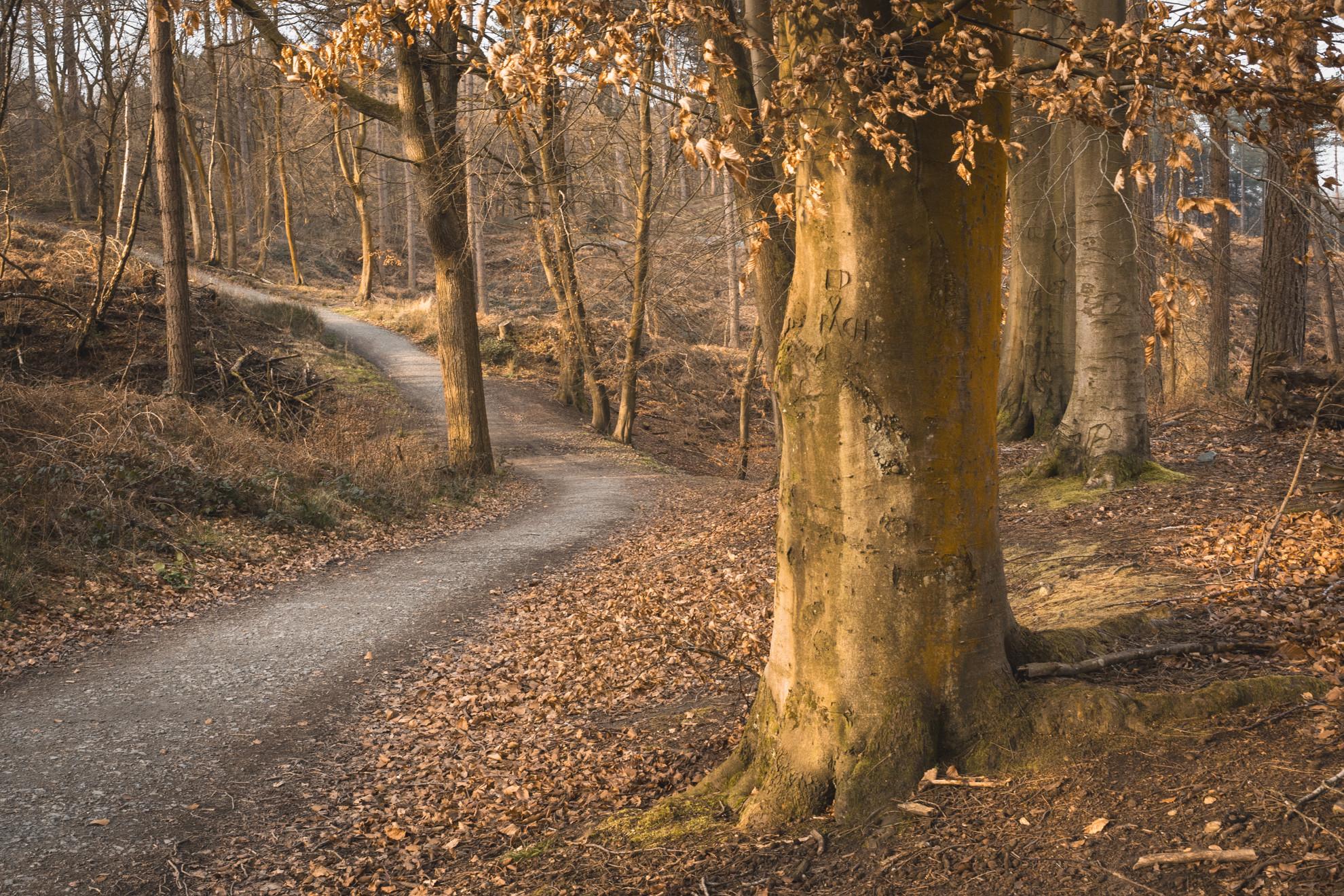 Delamere