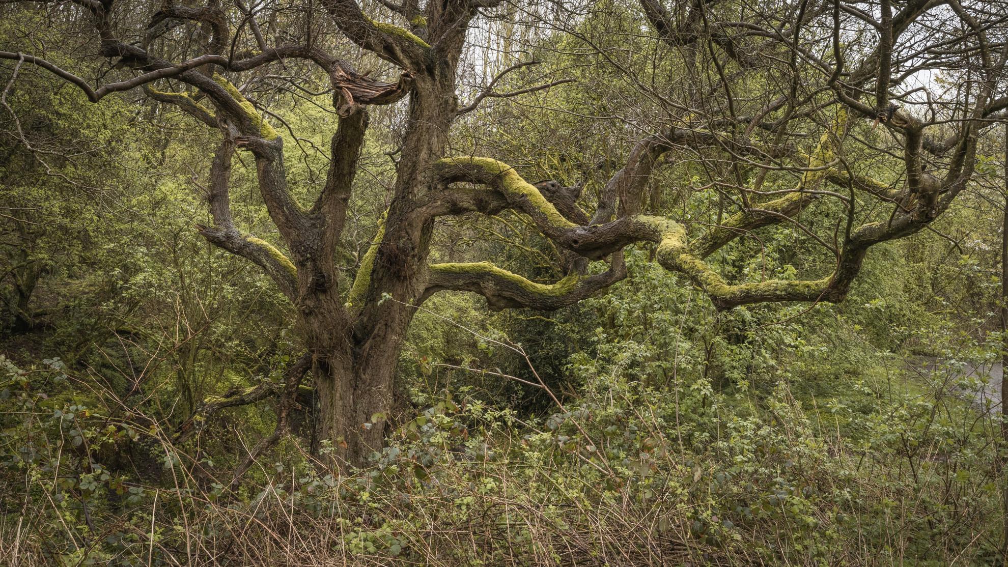 The Ancient Oak