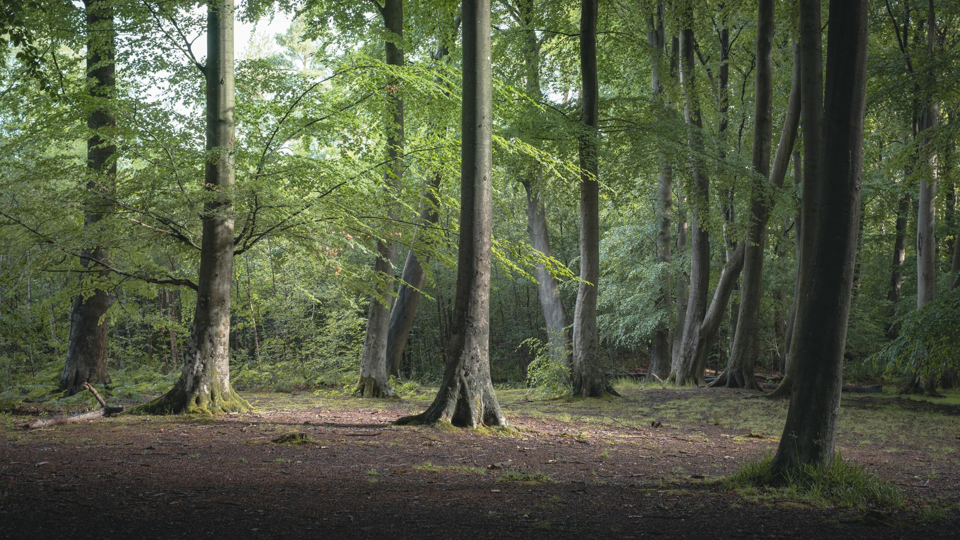 A Forest Glade