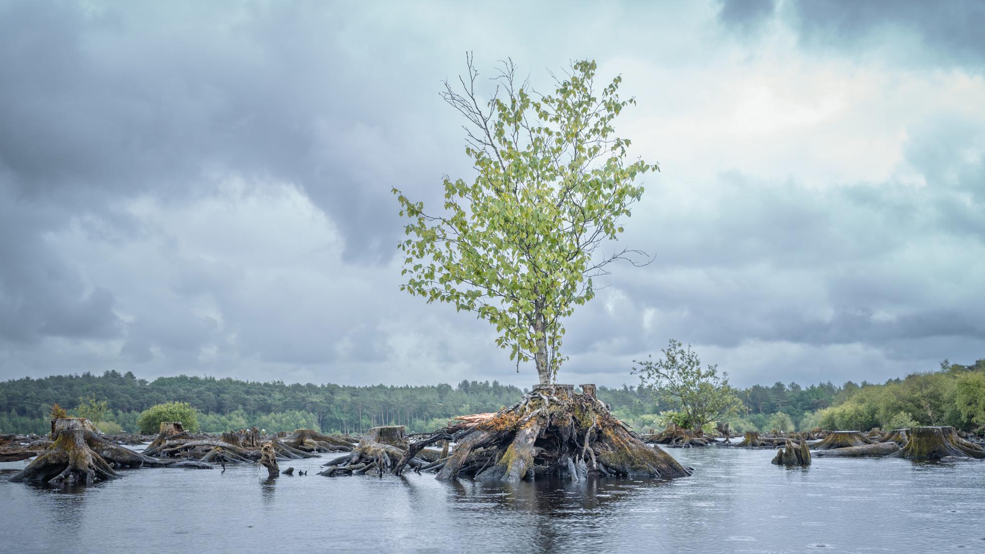 Blakemere Moss Birch