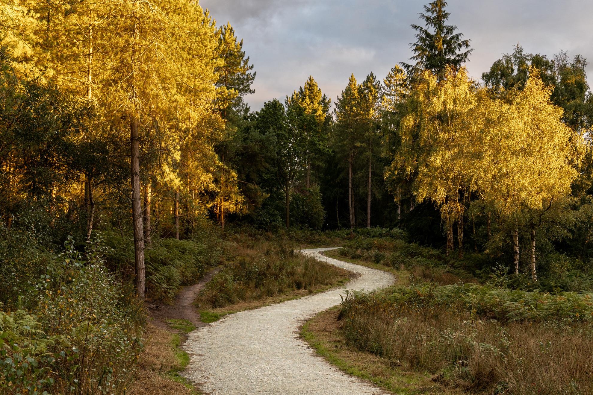 Golden Birch Path