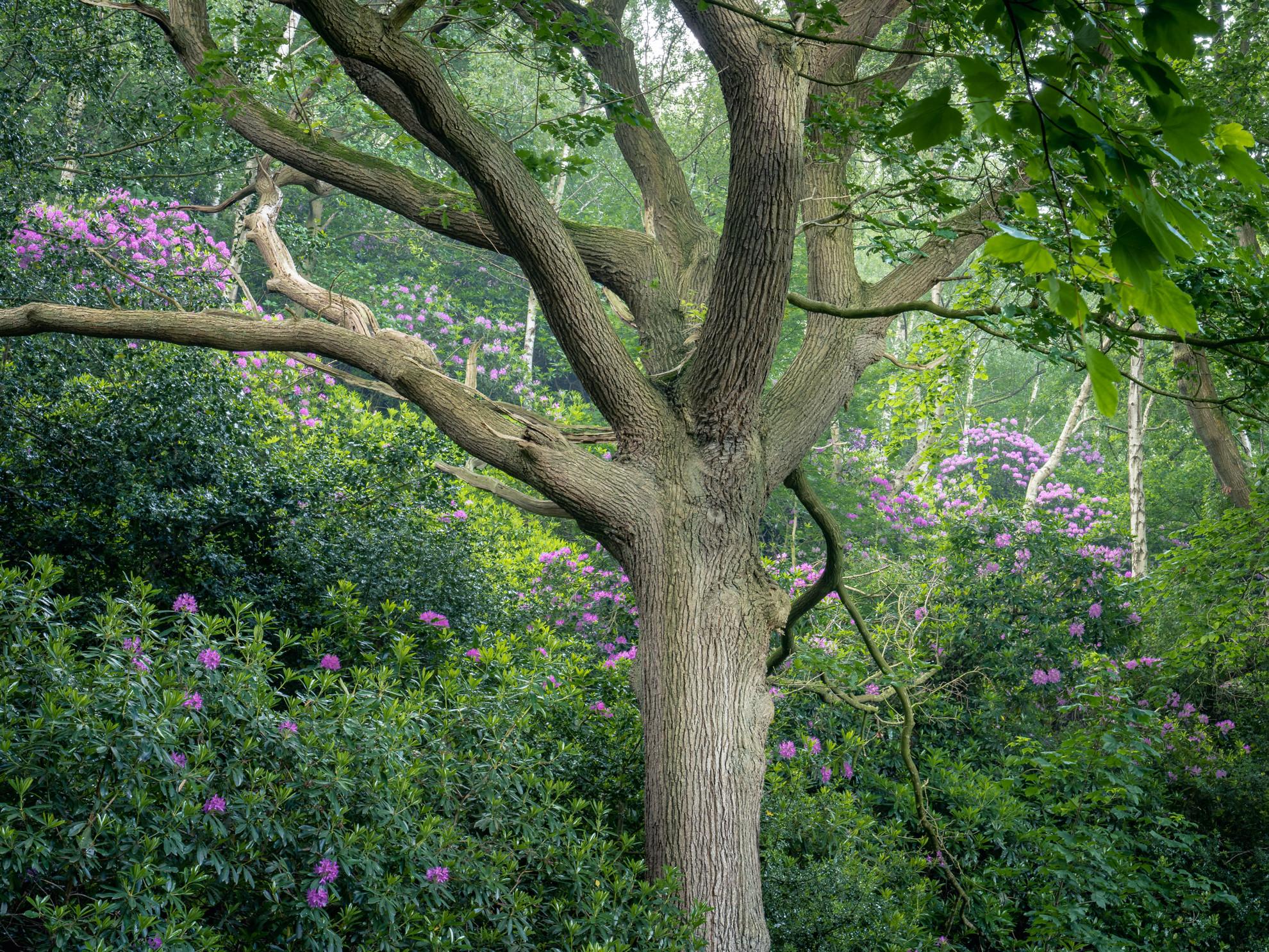 Oak & Rhododendrons