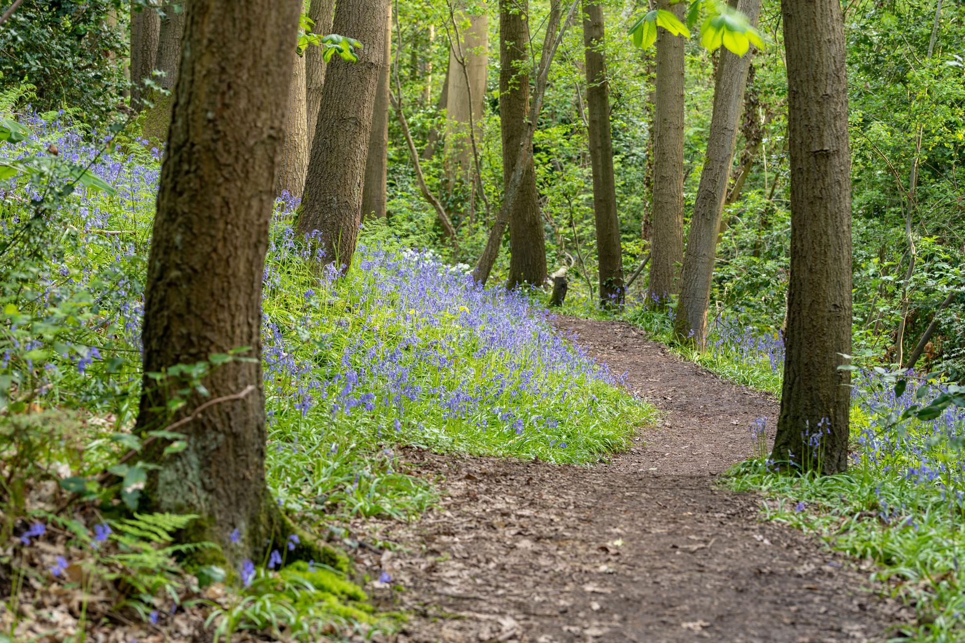 Bluebell Path