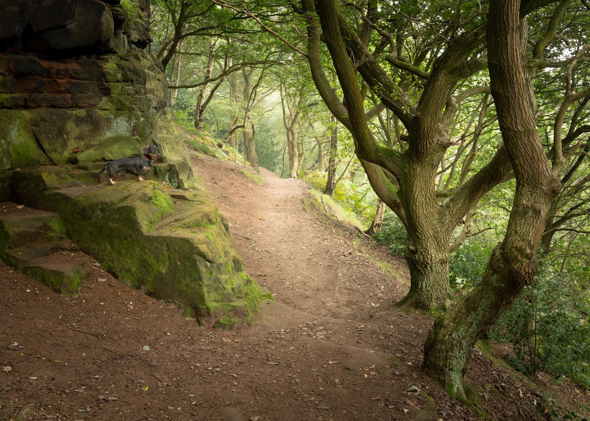 Sandstone Trail