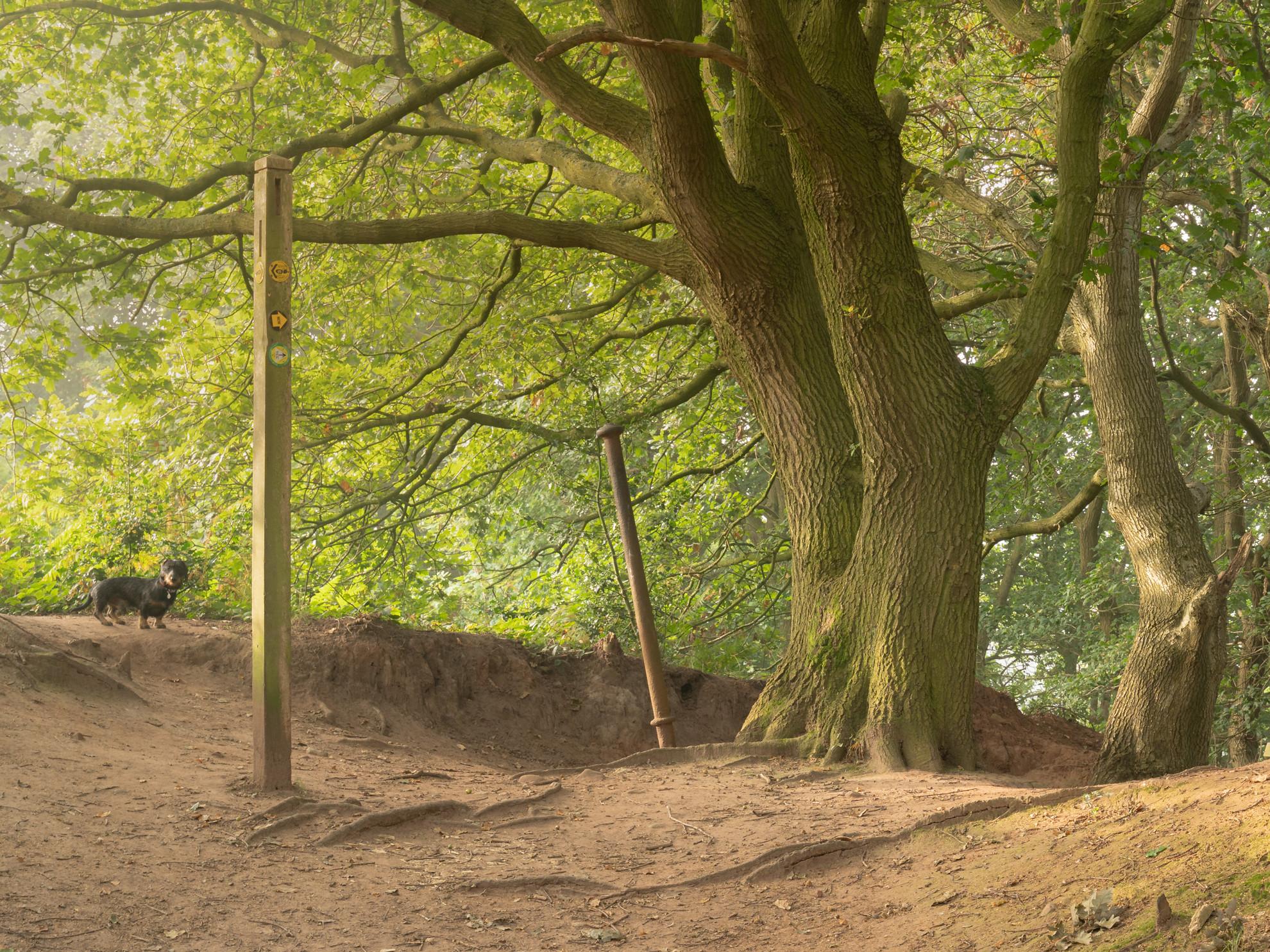 Waymarker Beech
