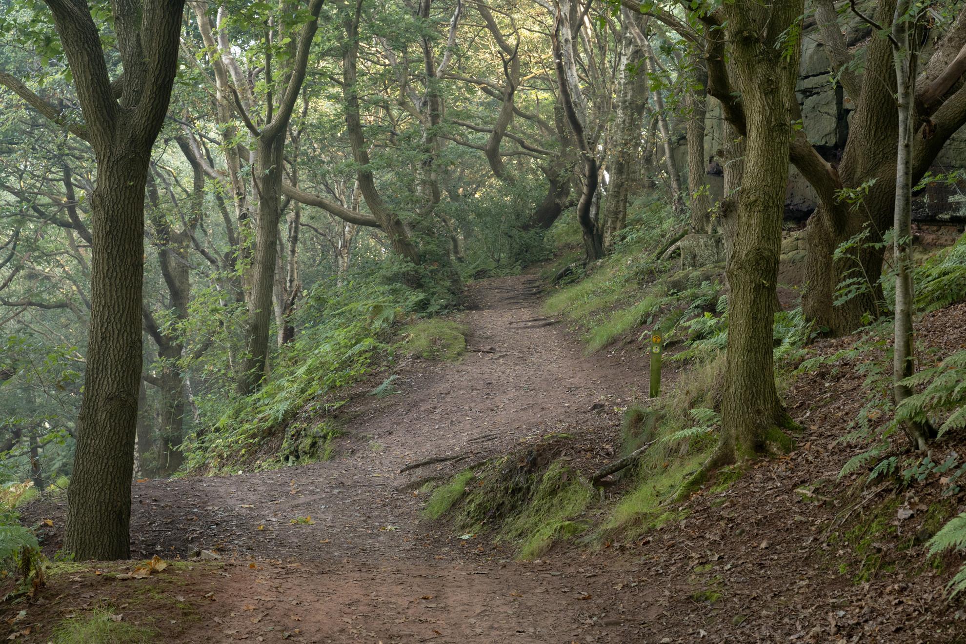 Woodland Ascent