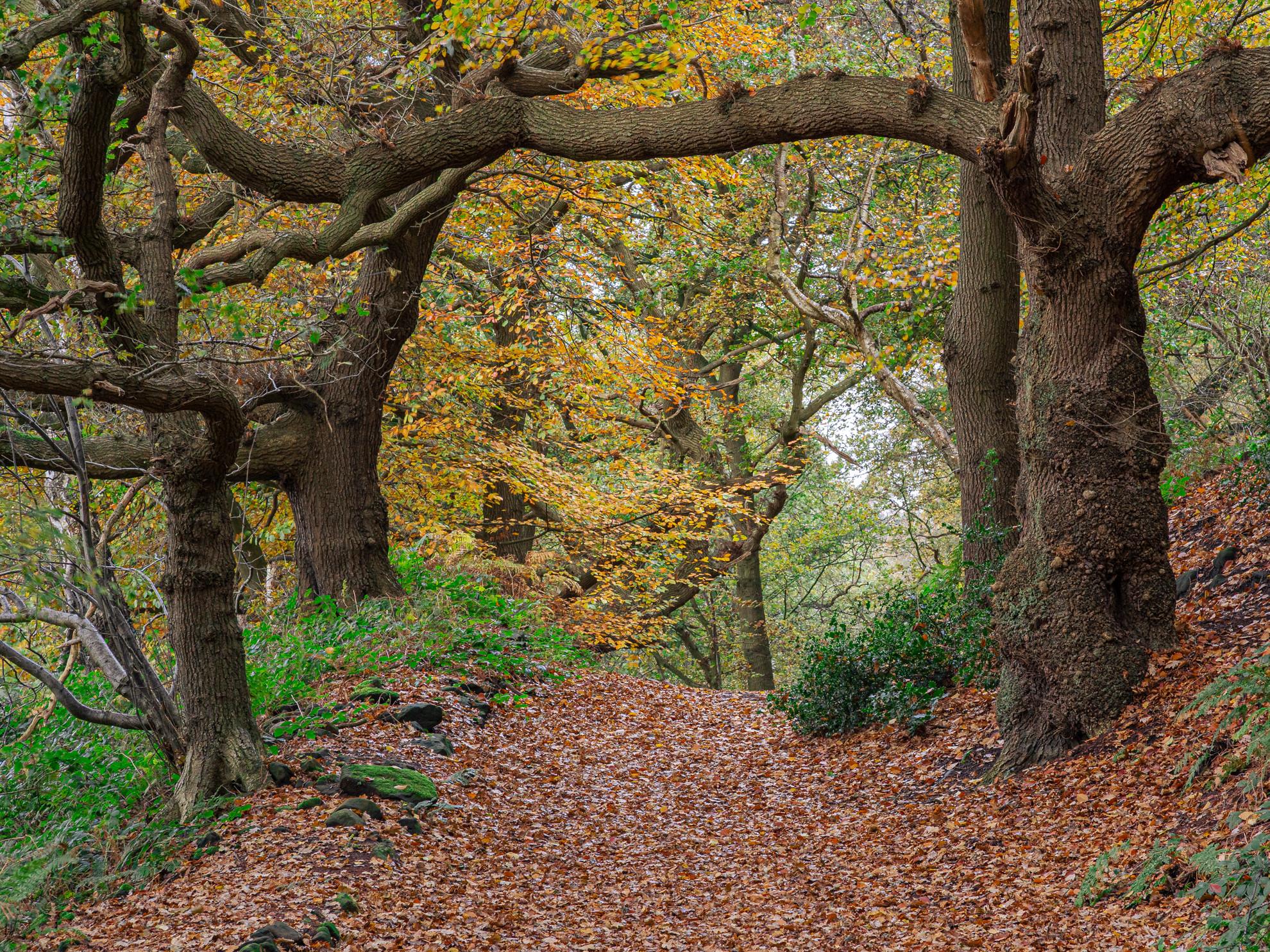 Autumn Archway
