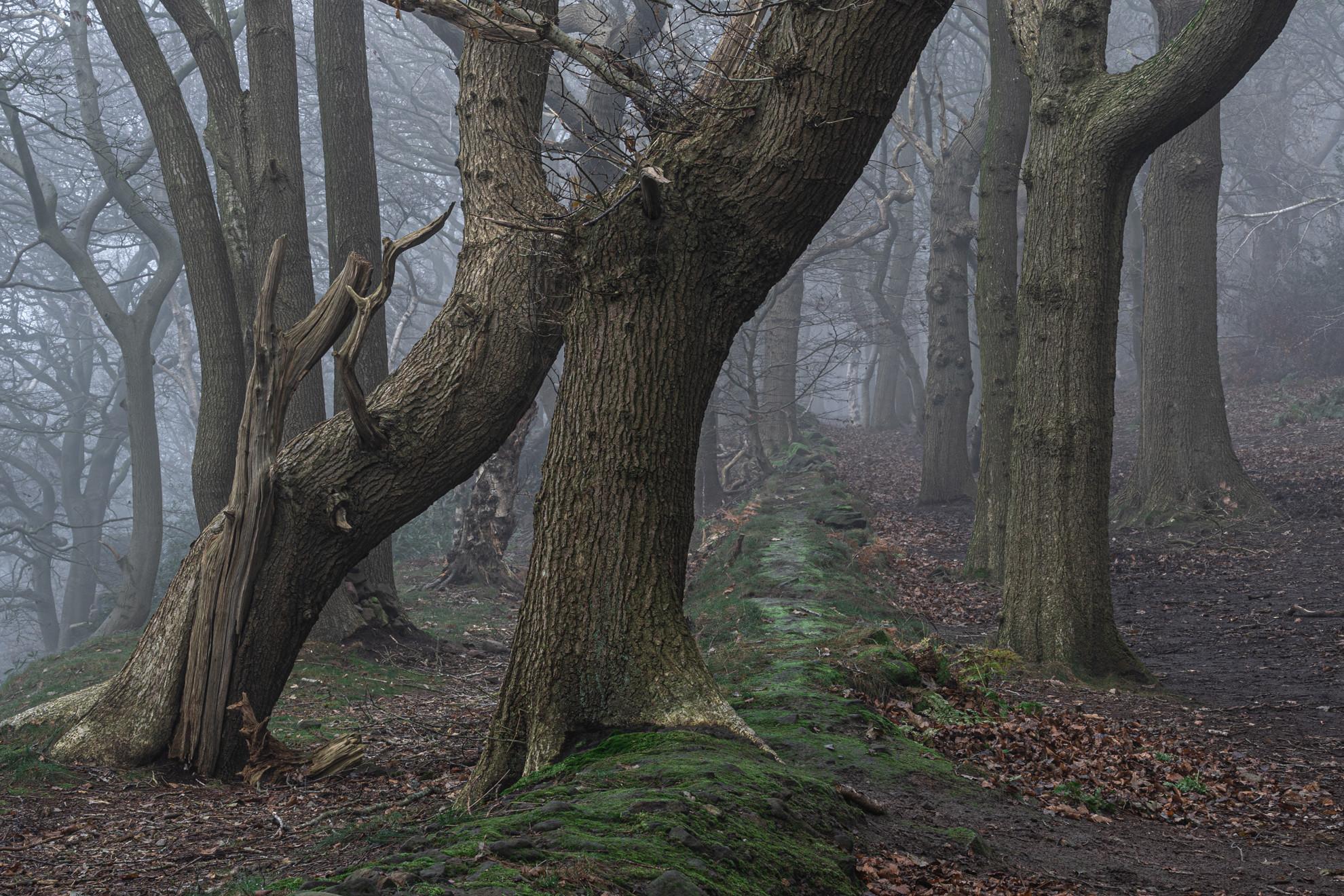 Ancient Oaks in Fog