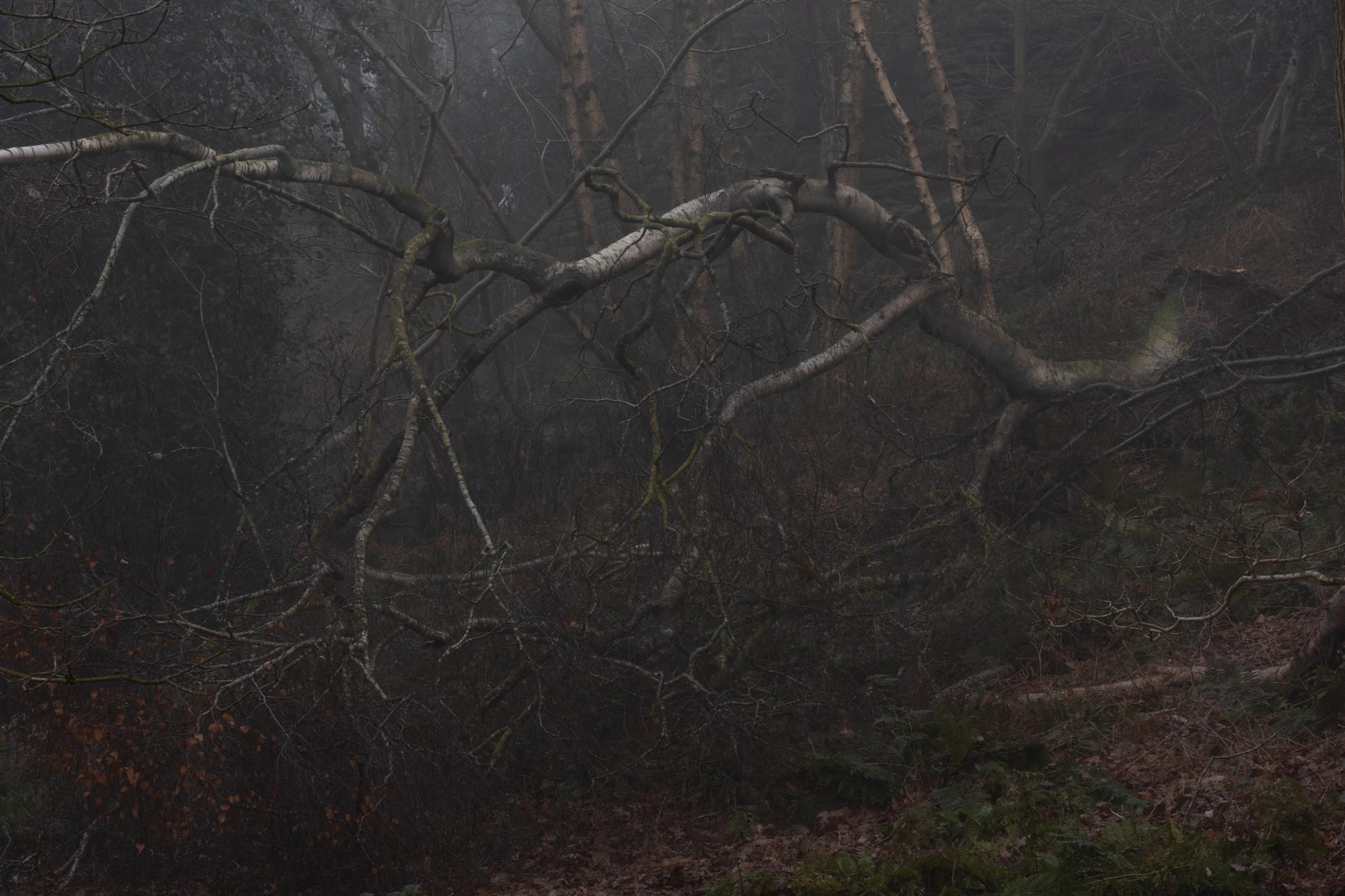 Fallen Branch, Dark Mist