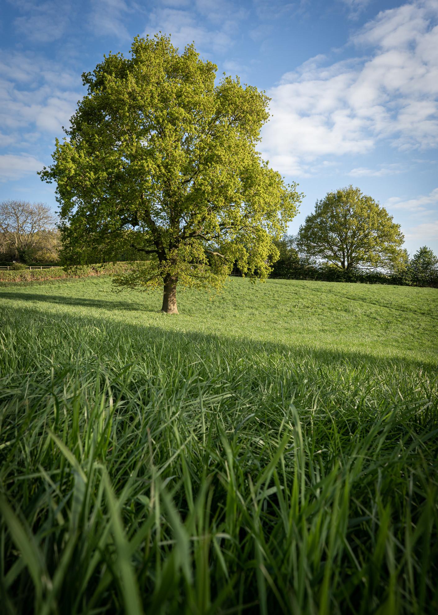Spring Oak