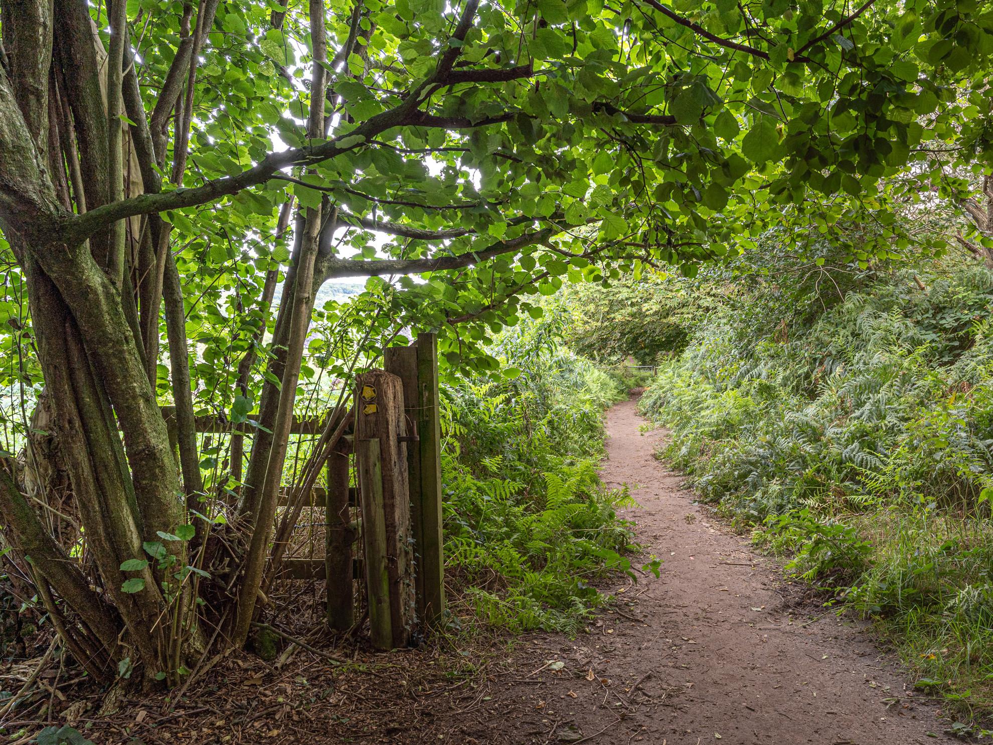 Hill Path