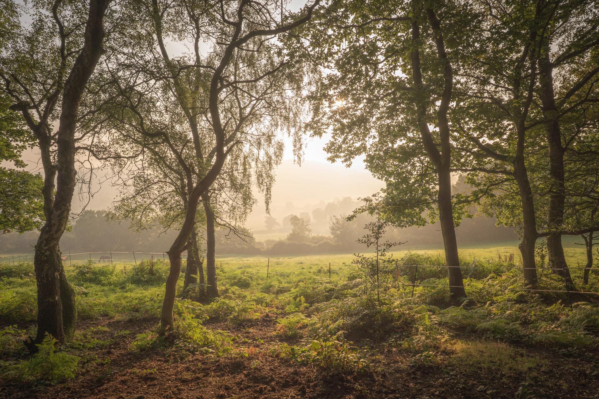 Harmers Wood Sunrise