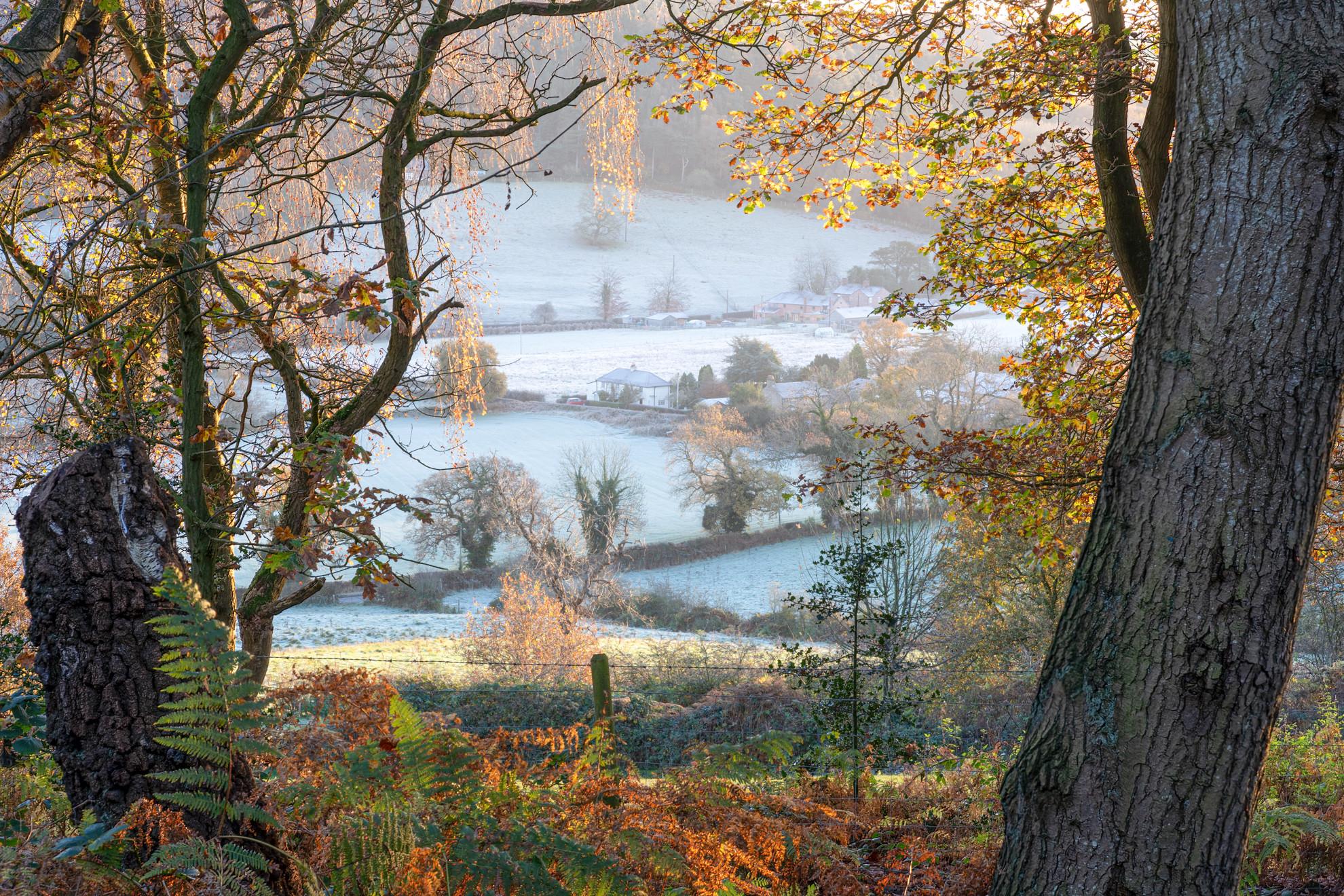 Harmers Wood