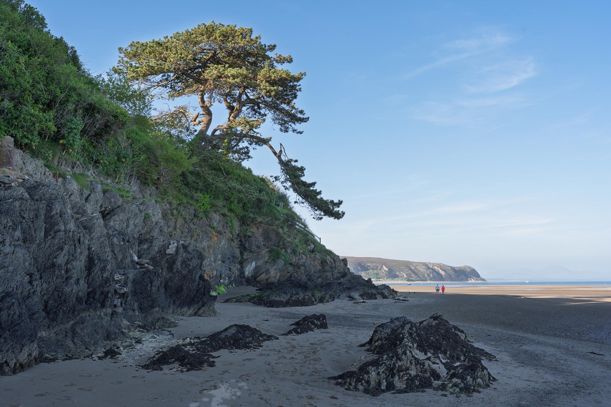 Abersoch Cliff Pine